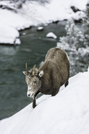 Ovis canadensis