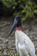 Jabiru mycteria