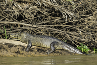 Caiman yacare