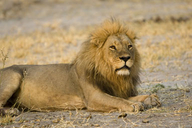 Panthera leo melanochaita