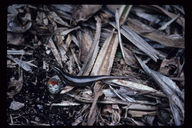 <strong>Location:</strong> Seychelles<br /><strong>Author:</strong> <a href="http://calphotos.berkeley.edu/cgi/photographer_query?where-name_full=Gerald+and+Buff+Corsi&one=T">Gerald and Buff Corsi</a>