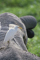 Bubulcus ibis