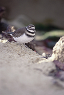 Charadrius vociferus