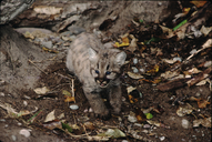 Puma concolor