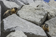 Marmota flaviventris