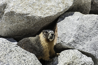 Marmota flaviventris