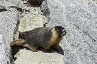 Marmota flaviventris