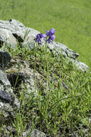 Dichelostemma capitatum