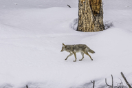 Canis latrans