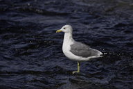 Larus californicus