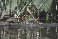 <strong>Location:</strong> Tortugero National Park (Costa Rica)<br /><strong>Author:</strong> <a href="http://calphotos.berkeley.edu/cgi/photographer_query?where-name_full=Gerald+and+Buff+Corsi&one=T">Gerald and Buff Corsi</a>