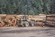 Cut redwood logs in a Northern California lumber yard