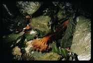 Orange Sea Cucumber