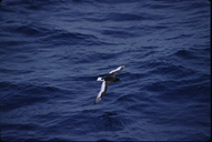 Antarctic Petrel