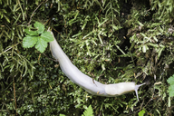 Ariolimax columbianus