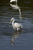 Ardea alba