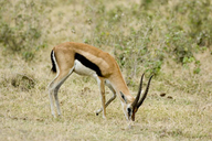 Thomson Gazelle