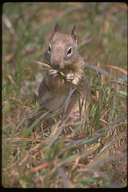 Otospermophilus beecheyi