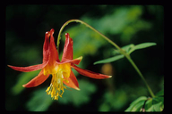 Aquilegia formosa