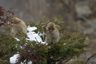 Macaca fuscata