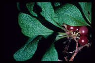 Red Bearberry