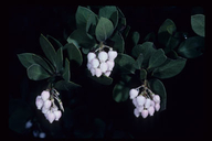 Arctostaphylos manzanita