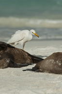 Bubulcus ibis