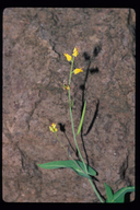 Streptanthus arizonicus var. luteus