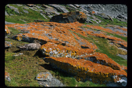 Orange Crustose Lichen