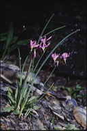 Primula pauciflora var. pauciflora