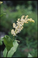 Maianthemum racemosum