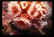 Corynactis californica