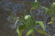 Scalesia villosa