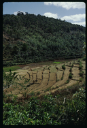 Rice fields near Andrambaky Mountain , Madagascar
