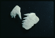 Sevengill Shark (tooth)