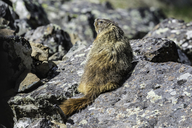 Marmota flaviventris