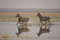 Equus caballus