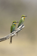 Swallow Tailed Bee-eater