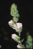 Sidalcea hickmanii ssp. anomala
