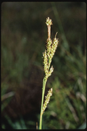 Carex obispoensis