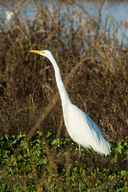 Ardea alba