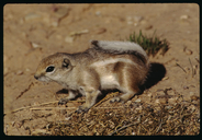 Whitetail Antelope Squirrel