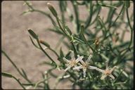 Stephanomeria pauciflora