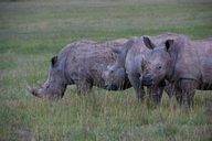 Ceratotherium simum