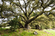 Quercus agrifolia