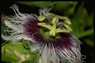 Passion Flower (endemic)