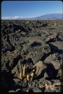 Lava Cactus (endemic)