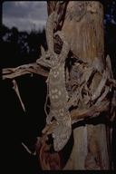 <strong>Location:</strong> Andasibe N.P. (Perinet Reserve) (Madagascar)<br /><strong>Author:</strong> <a href="http://calphotos.berkeley.edu/cgi/photographer_query?where-name_full=Gerald+and+Buff+Corsi&one=T">Gerald and Buff Corsi</a>