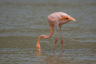 Phoenicopterus ruber
