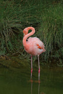 Phoenicopterus ruber